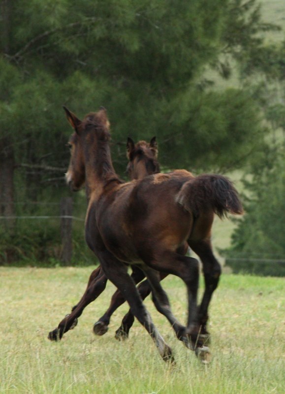 foal pas de deux 2 (579x800)